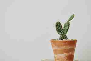 Photo gratuite cactus à oreilles de lapin dans un pot en terre cuite patinée