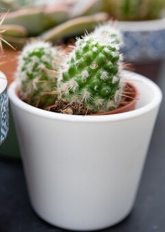 Cactus et plantes grasses en pot blanc se vendant dans un magasin