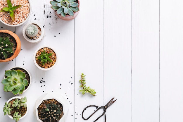 Cactus en pot et bordure succulente à plat avec un espace vide