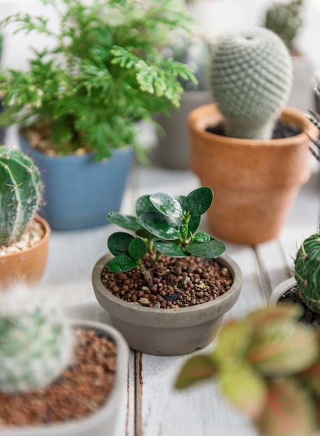 Cactus Pot Home Concept de Plantes