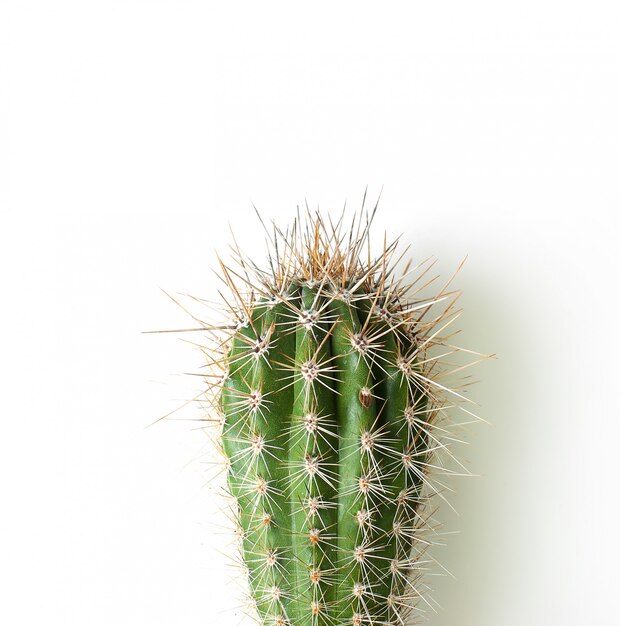 Cactus en pot