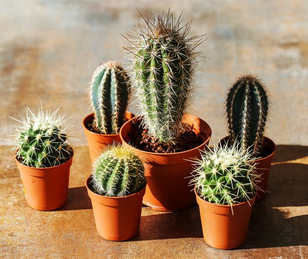 Cactus en pot