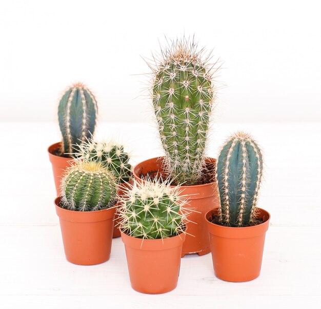 Cactus en pot