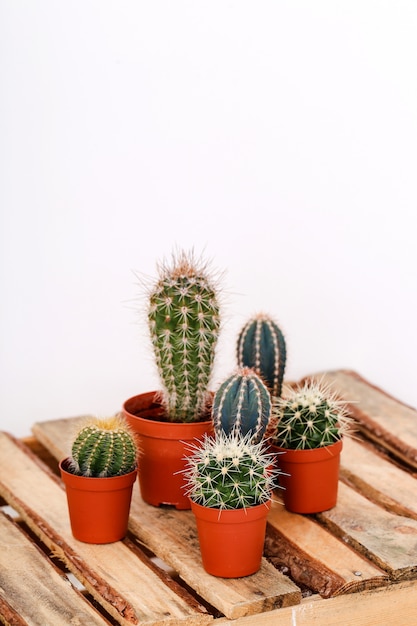 Photo gratuite cactus en pot
