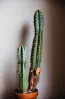 Photo gratuite cactus en pot