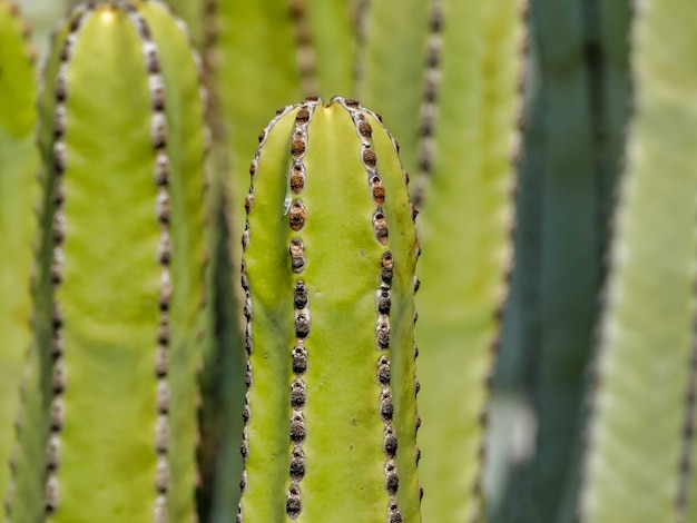 Cactus de San Pedro les uns à côté des autres