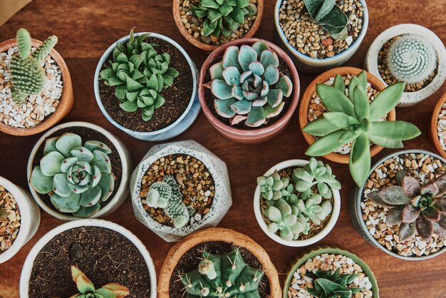 Cactus et succulentes mélangés dans de petits pots