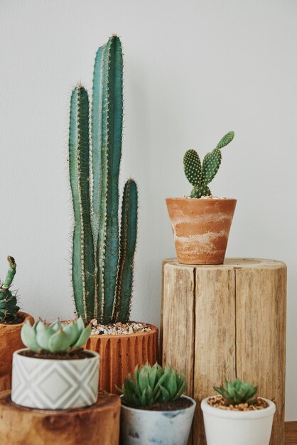 Photo gratuite cactus et succulentes mélangés dans de petits pots