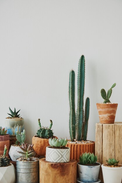 Cactus et succulentes mélangés dans de petits pots