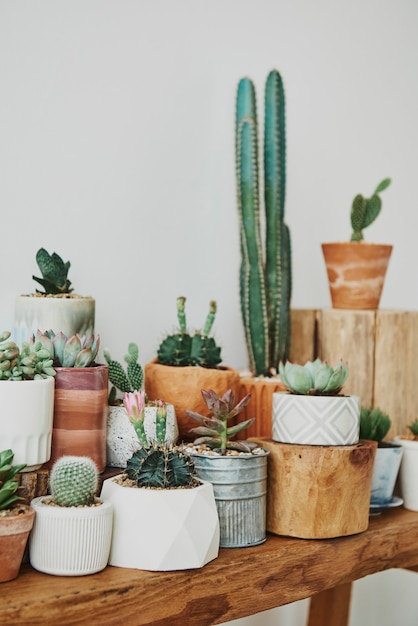 Photo gratuite cactus et succulentes mélangés dans de petits pots