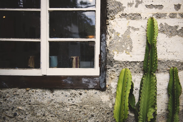 Cactus vert cultivé devant un vieux mur de béton près des anciennes fenêtres