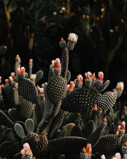 Photo gratuite cactus vert épineux à l'extérieur