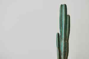 Photo gratuite cactus vert sur fond gris