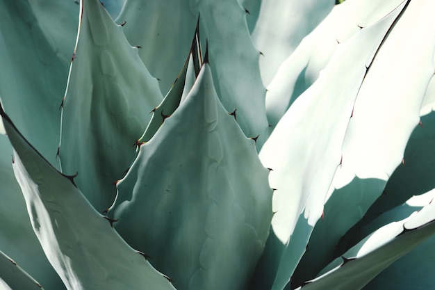 Cactus vert laisse macro