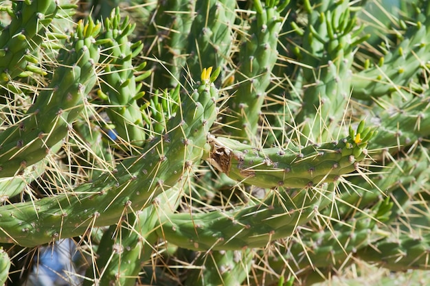 Photo gratuite cactus