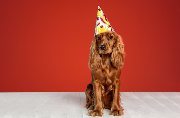 Photo gratuite cadeau d'anniversaire. cocker anglais jeune chien pose. un mignon chien ou animal de compagnie brun ludique est assis sur un sol blanc isolé sur un mur rouge. concept de mouvement, d'action, de mouvement, d'amour des animaux de compagnie.