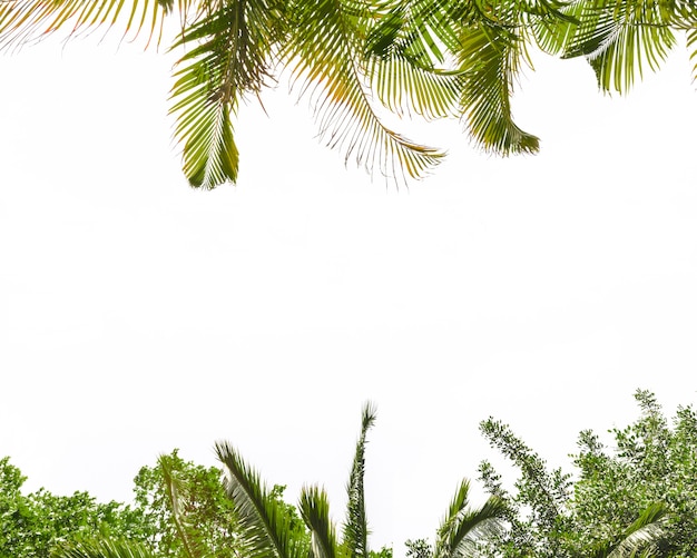 Photo gratuite cadre blanc blanc avec des feuilles d'arbres verts sur les côtés