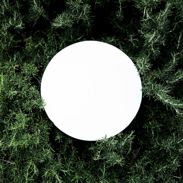 Photo gratuite cadre blanc circulaire blanc sur le fond floral
