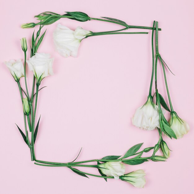 Cadre carré composé de belles fleurs d&#39;eustoma blanches fraîches sur fond rose