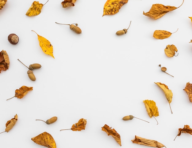 Cadre circulaire vue de dessus avec feuilles et espace de copie