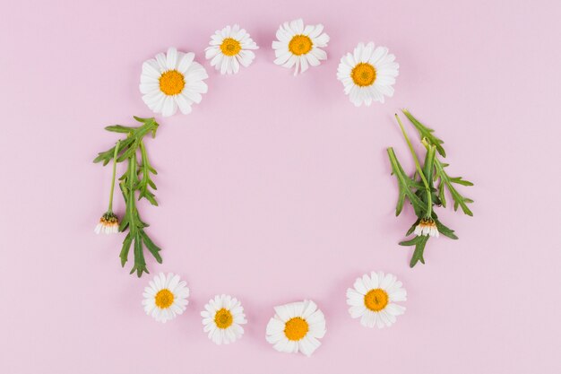 Cadre entouré de marguerites vue de dessus