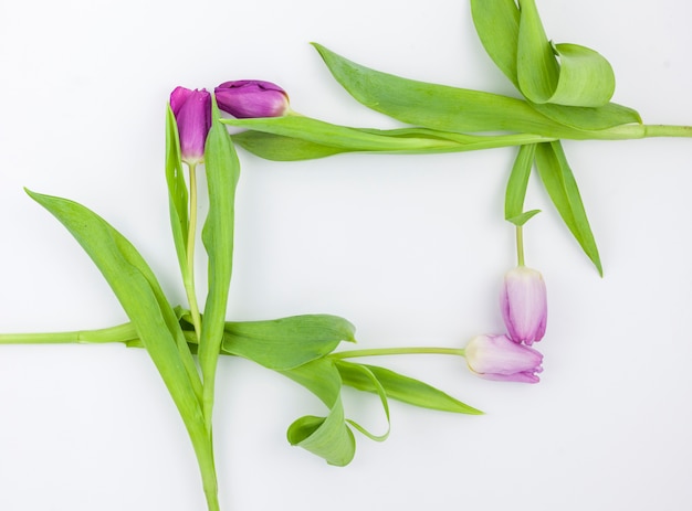 Cadre fabriqué à partir de fleurs de tulipe sur une surface blanche