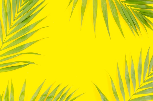 Cadre de feuilles de palmier vert