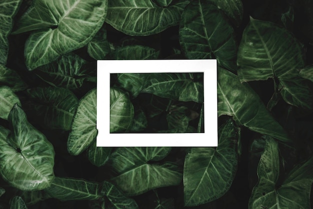 Photo gratuite cadre de hallow blanc rectangulaire sur le fond de feuilles