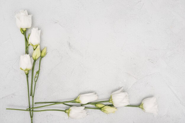 Cadre minimaliste en roses