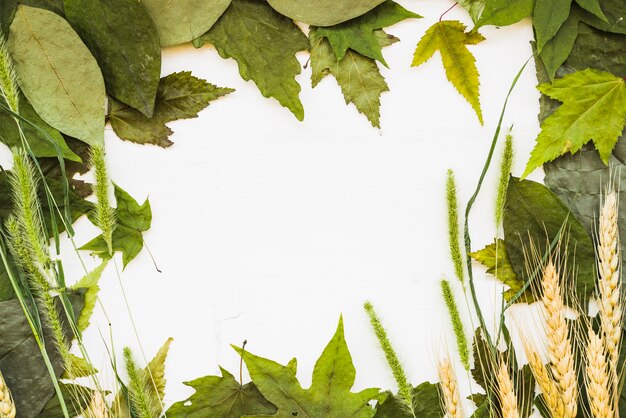 Cadre naturel de feuilles