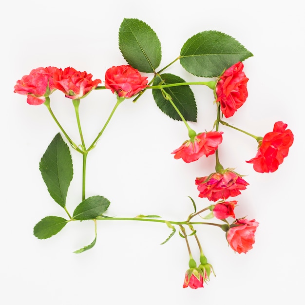 Cadre de roses rouges sur fond blanc