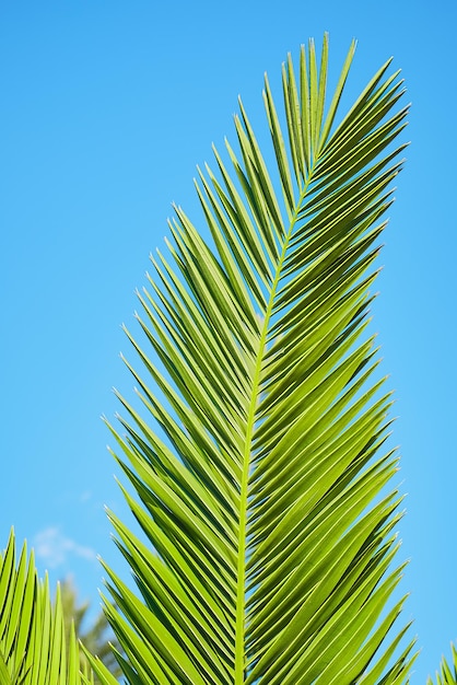 Cadre vertical fond naturel de feuilles de palmier gros plan sur fond de ciel bleu vacances d'été concept de carte postale pour les vacances ou les vacances