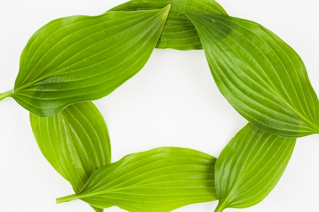 Photo gratuite un cadre vide fait avec des feuilles vertes sur fond blanc