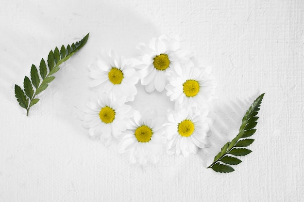 Cadre vue de dessus en marguerites et feuilles