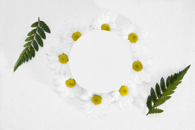 Cadre vue de dessus en marguerites et feuilles