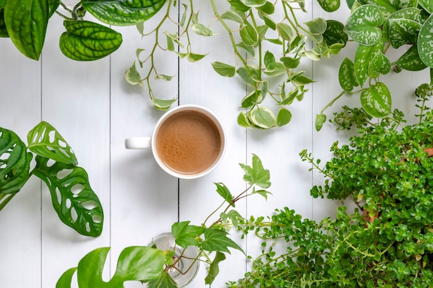 Café du matin avec fond de plantes d'intérieur