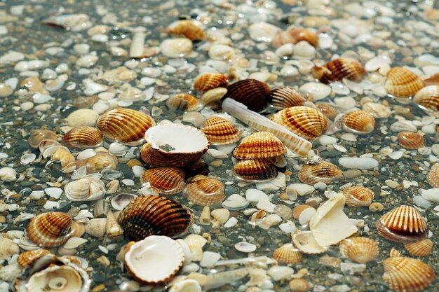 Cailloux, crustacés et escargots recouverts d'eau