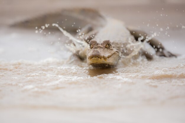 Caïman sauvage dans l'habitat naturel de la faune brésilienne sauvage du Brésil pantanal