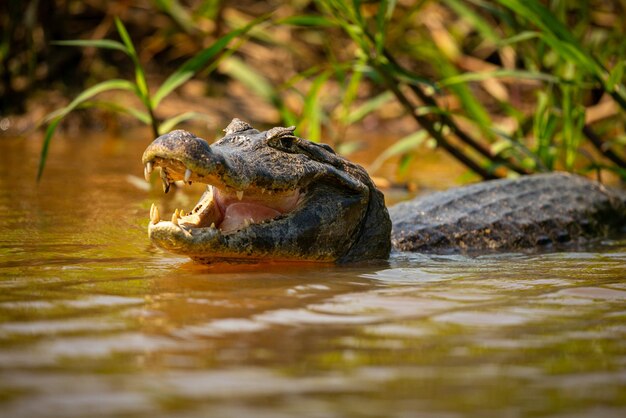 Caïman sauvage avec du poisson dans la bouche dans l'habitat naturel Brésil sauvage faune brésilienne pantanal jungle verte nature sud-américaine et sauvage dangereux