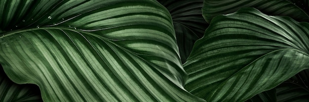 Calathea Orbifolia fond de feuilles naturelles vertes