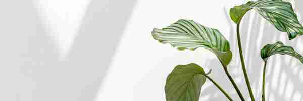 Photo gratuite calathea orbifolia par un mur blanc