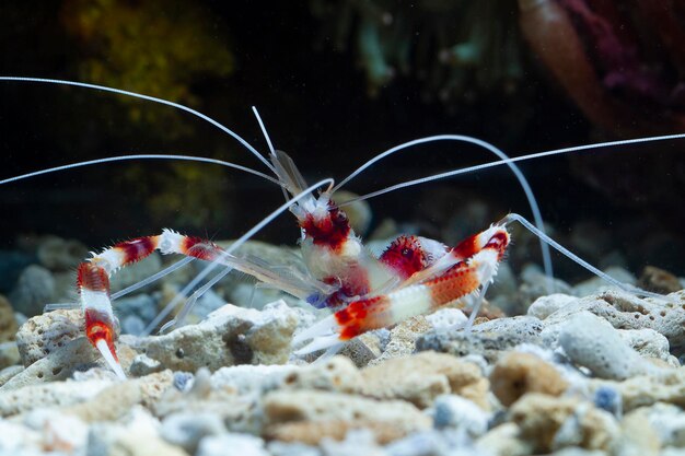 Camarones stenopus hispidus sur les fonds marins et les récifs coralliens