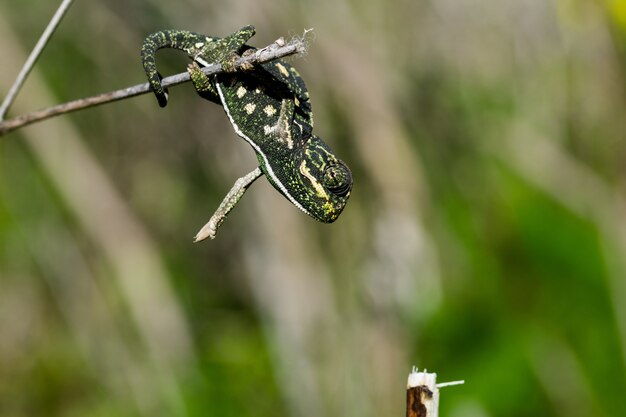 Caméléon bébé en équilibre sur une branche de fenouil.