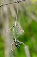 Photo gratuite caméléon bébé en équilibre sur une branche de fenouil.