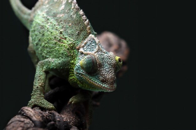 Caméléon jackson femelle marchant sur une branche Caméléon jackson femelle sur une branche