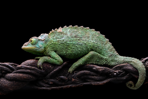 Caméléon jackson femelle marchant sur une branche avec un fond noir Caméléon jackson femelle sur une branche