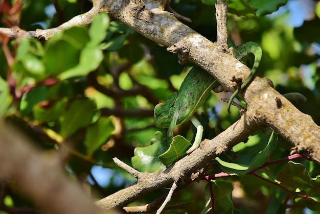 Caméléon méditerranéen sur une branche de caroubier