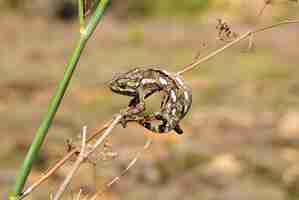 Photo gratuite caméléon méditerranéen saisissant le fenouil sauvage.