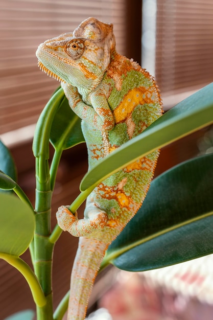 Caméléon mignon sur plante