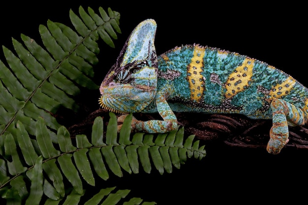 Photo gratuite caméléon voilé sur branche avec gros plan animal fond noir